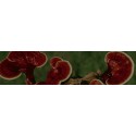 Reishi Ganoderma Lucidum
